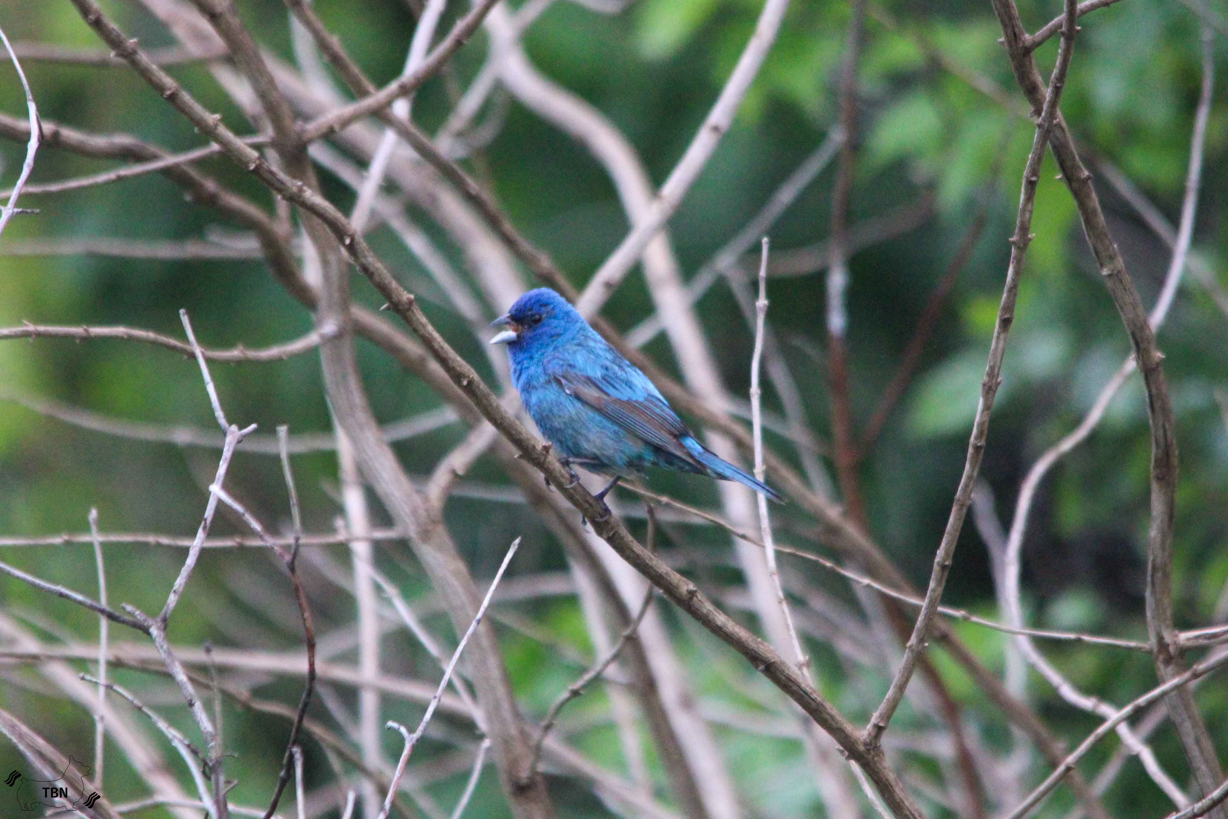 Indigo Bunting